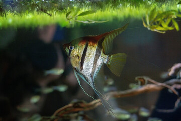 A beautiful angelfish swims gracefully in an aquarium. Its distinctive tall, compressed body...