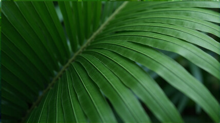 palm leaf background