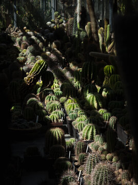 Sunlit Cactus Greenhouse