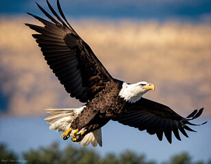 Obraz premium american bald eagle in flight