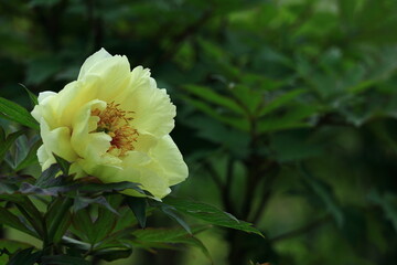 Obraz premium 女性らしさを感じる花