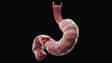 Fototapeta premium Human Colon Anatomy Detailed 3D Render on Black Backdrop Medical Illustration of Large Intestine Structure and Function for Educational Purposes