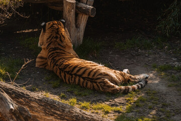 A tiger lies stretched out on sandy ground with patches of green grass, its back facing the viewer....