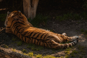 A tiger lies stretched out on sandy ground with patches of green grass, its back facing the viewer....
