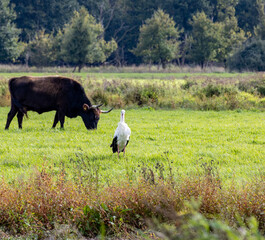 Heck cattle and white stork in natural environment – Species protection