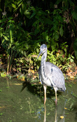 Majestic Grey Heron in sunlight – Wild bird in its habitat