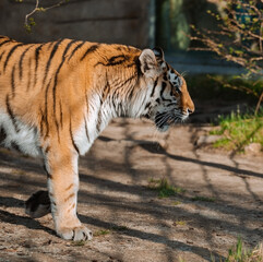 A tiger walks in profile along a sun-dappled dirt path, its majestic orange and black striped fur clearly visible