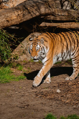 A tiger walks along a dirt path scattered with leaves, its body angled slightly towards the camera. Its vibrant orange fur with bold black and white stripes is highlighted by sunlight