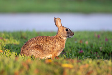 Wild rabbit in nature. Grey small hare eating grass on Florida backyard