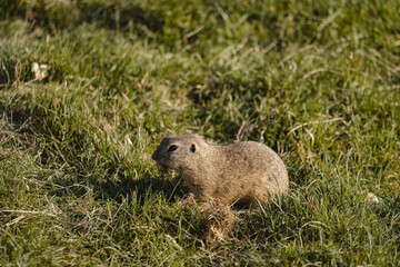 A small ground squirrel is captured at ground level, nestled amongst blades of green and brown grass