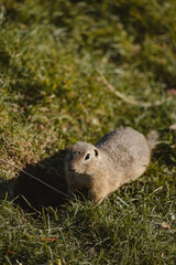 A small ground squirrel is captured close to the earth, nestled within a field of green and dry grass