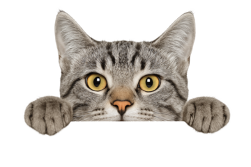 Cute gray tabby cat with wide yellow eyes peeking over an invisible edge isolated on transparent background