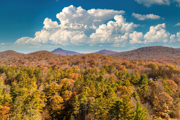 Fototapeta premium Colorful mountain forest with yellow canopies in autumn. Landscape of wild woods nature in fall season