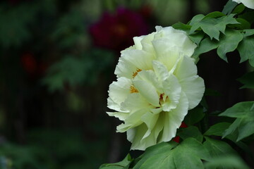 Obraz premium 女性らしさを感じる花