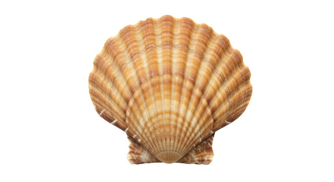 Isolated Seashell