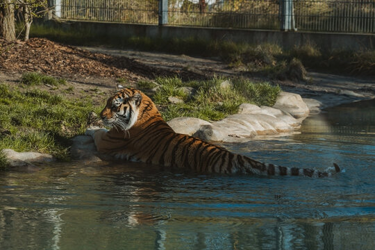 A large tiger is partially submerged in shallow water, resting comfortably with its front paws on a rock at the edge of a pond - Powered by Adobe