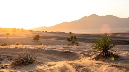 A golden sunny day in desert. sunshine on the sand.