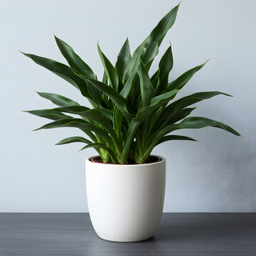Dracaena Plant Care Guide