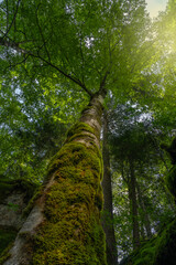 Tree crown seen from above