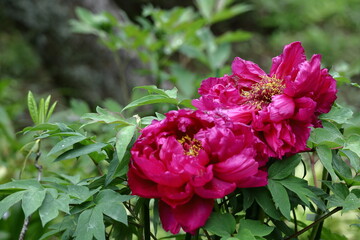 女性らしさを感じる花