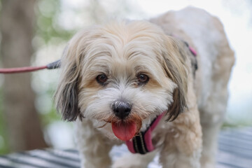 The Havanese is a charming small dog breed with a long, silky coat. It is playful and intelligence. The Bichon havanais is a happy companion dog, friendly and easy to train.
