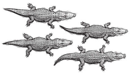 Engraved top view of swimming alligator showing full body with textured scales legs tail and motion lines