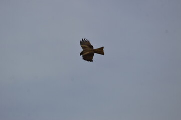 milano real en vuelo