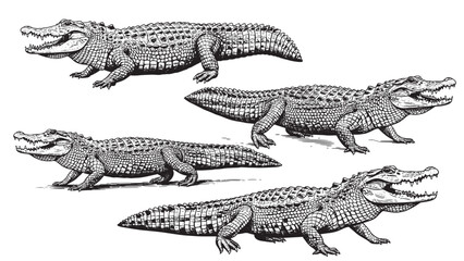Vintage engraving of alligator side view with scaly body long tail open mouth and sharp teeth