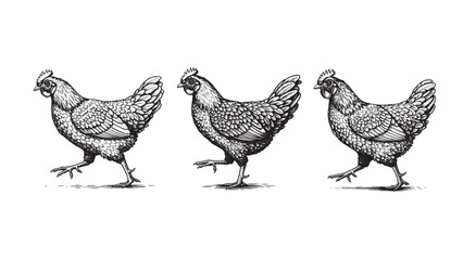 Engraved chicken walking forward dynamic body motion with tail feathers and bold vintage linework style