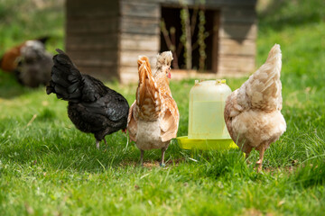 Hen in a spring meadow