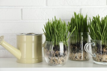 Wheat grass in transparent pots and watering can on shelf near white brick wall