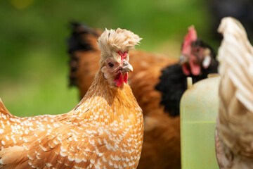 Hen in a spring meadow