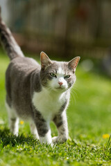 cat in the garden