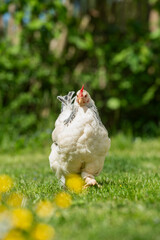 Hen walking towards the camera in the green meadow