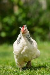 Hen walking towards the camera in the green meadow
