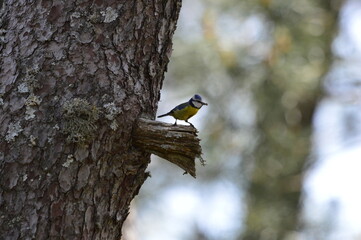 herrerillo común o Cyanistes caeruleus