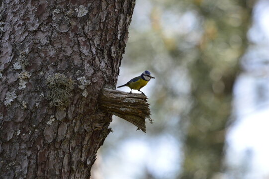 herrerillo com&uacute;n o Cyanistes caeruleus