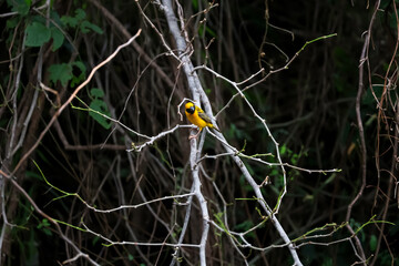 The yellow bird is rest and stay in the tree