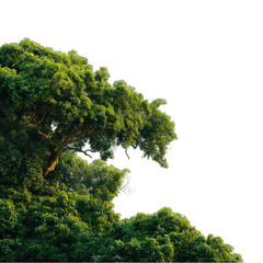 Obraz premium Lush green foliage crown of a large tree