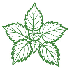 Mint leaves illustration in green outline style  