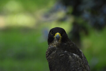 halcón peregrino o Falco peregrinus	