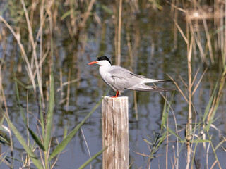 Wild birds in the Marjal del Moro (Valencia, Spain)