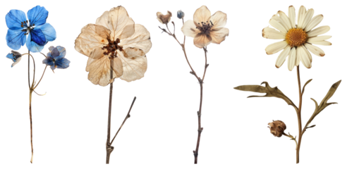 PNG Pressed wildflowers artistic display, element set on transparent background