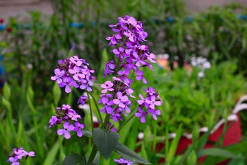lavender flowers in the garden