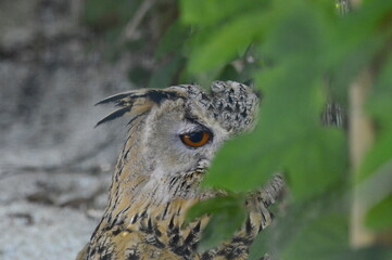 búho real