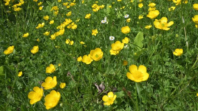 Buttercups, daisies and primroses in a churchyard. April, Kent, UK.
