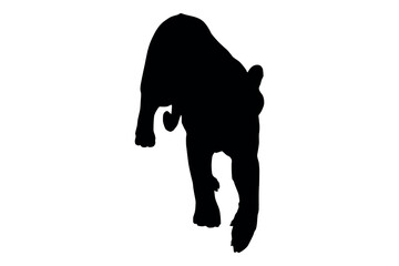 Obraz premium Black silhouette of a powerful tiger walking forward on a white background