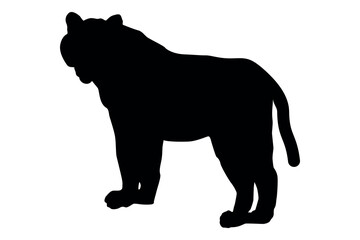 Silhouette of a tiger standing on a white background in a profile view