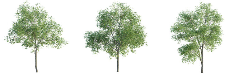 Obraz premium Carya ovata Tree 4k Cutout transparent background