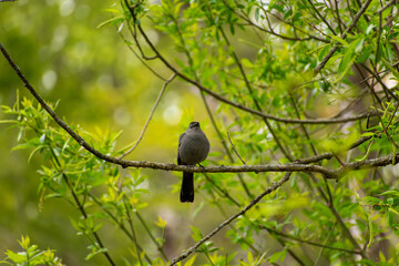 Gray Catbird